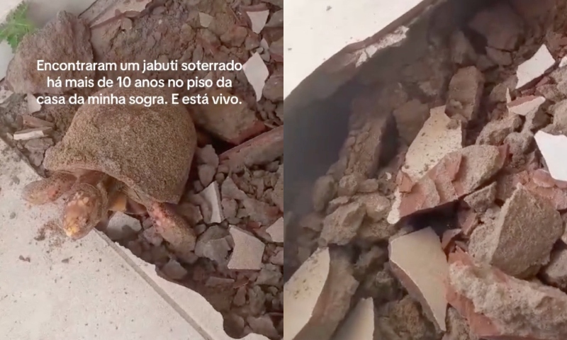 Jabuti é resgatado vivo após uma década desaparecido sob piso de residência; assista ao vídeo