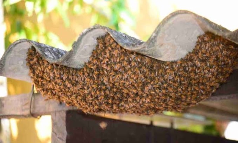 Produtor rural é fatalmente atacado por enxame enfurecido, recebendo mais de mil picadas de abelhas